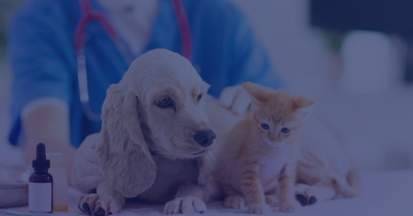 Close-up of a dog and a kitten at a veterinary visit, with a veterinarian in scrubs behind them in a clinical setting.